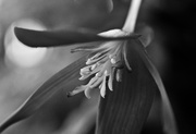 3rd Feb 2026 - FOR3 Begonia