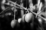 4th Feb 2026 - FOR4 Olives