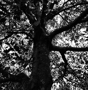 5th Feb 2026 - FOR5 Looking Up