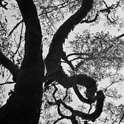 6th Feb 2026 - FOR6 Branching