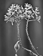 7th Feb 2026 - FOR7 Orchid