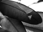 8th Feb 2026 - FOR8 Gum Leaves
