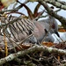Watchful mother