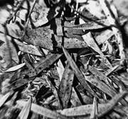 9th Feb 2026 - FOR9 Fallen Leaves