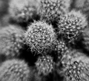 11th Feb 2026 - FOR11 Prickly
