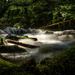 Shady Stream