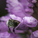 Bee eating Flower (or Flower eating Bee) ?