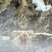 Snow Monkey 