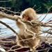 Snow Monkey