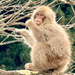 Snow Monkey 