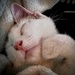 Kitty boy Milo