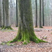 Tree moss