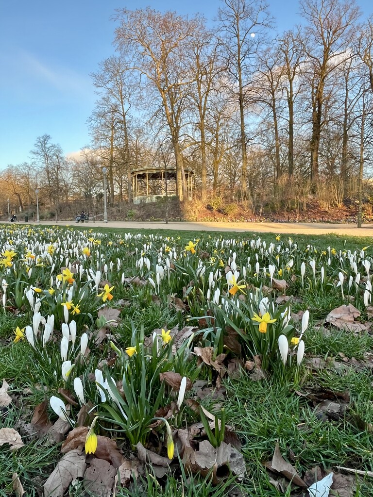 Crocus by lexy_wat