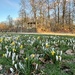 Crocus