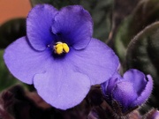 1st Mar 2026 - African Violets 