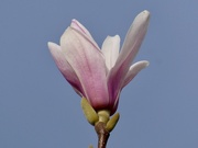 5th Mar 2026 - Magnolia