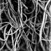 13th Feb 2026 - FOR13 Strands