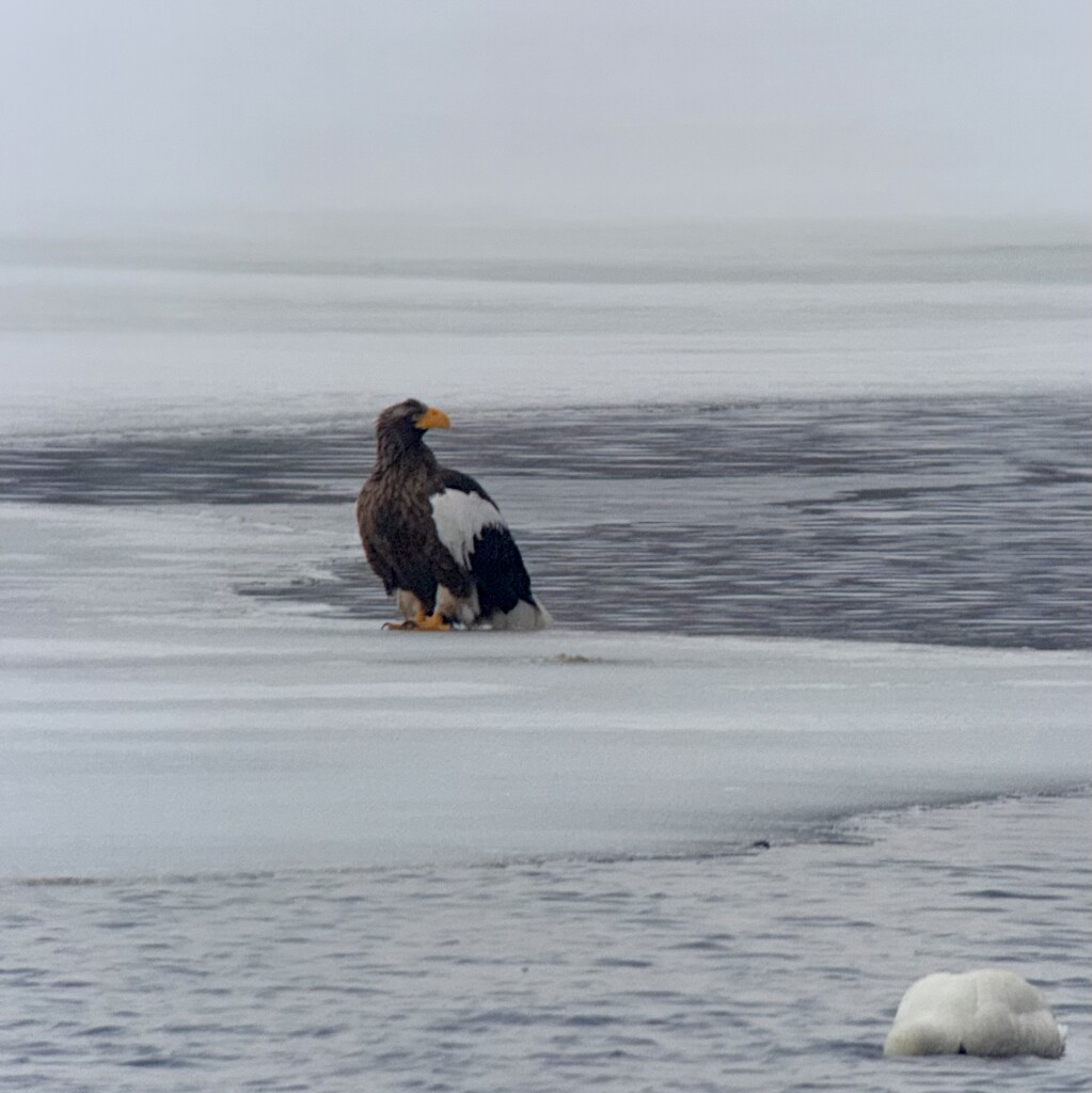 Steller's Sea Eagle by nicoleweg