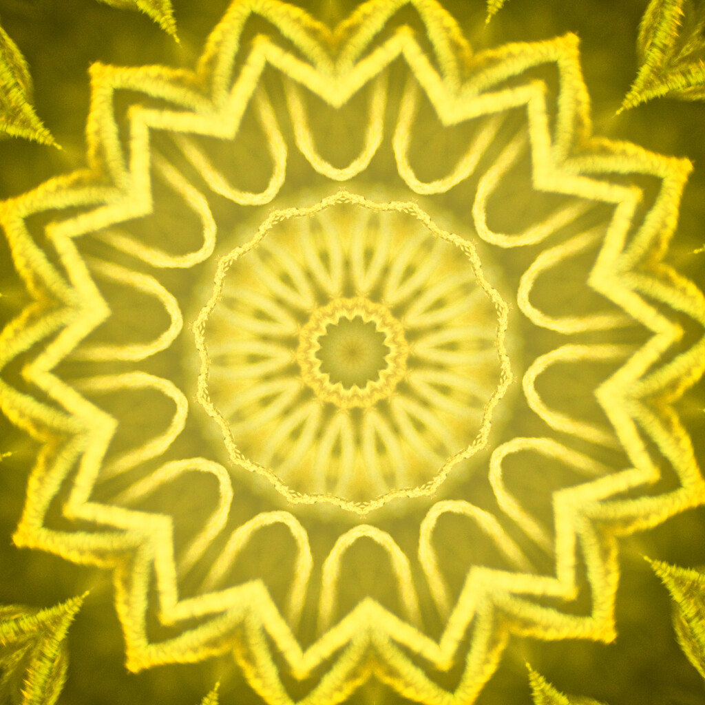 Yellow 1 by annied