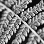 15th Feb 2026 - FOR14 Fronds