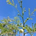 Wild Tamarind