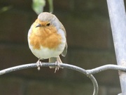 9th Mar 2026 - More peanuts anyone ?