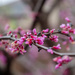 Redbud Tree is Blooming