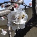 Apricot Blossom Bee