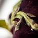 Dead rose macro