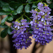 Mountain Laurel is blooming.