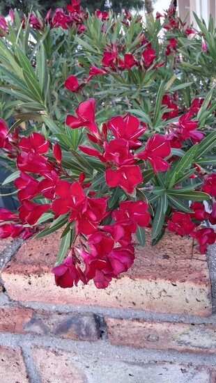 Oleander by stownsend