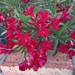 Oleander