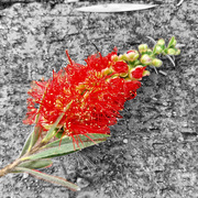 14th Feb 2026 - FOR14 Callistemon