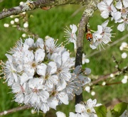 11th Mar 2026 - Blossom, with ladybird