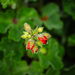 Geranium Buds 