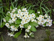 12th Mar 2026 - Flourishing primroses 