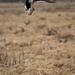 Jump!