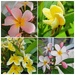 Frangipani 