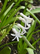 13th Mar 2026 - Surprise bulb