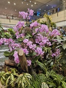 13th Mar 2026 - Singapore Airport 2