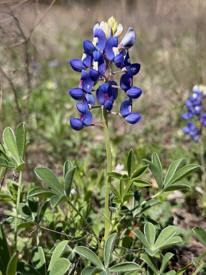 First Bluebonnet by bf2016