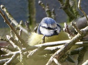 14th Mar 2026 - Take it easy, little Bluetit.