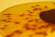11th Mar 2026 - yellow
