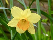 15th Mar 2026 - Simple beauty