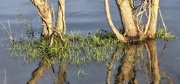 15th Mar 2026 - It's wet and it reflects (4 letters)