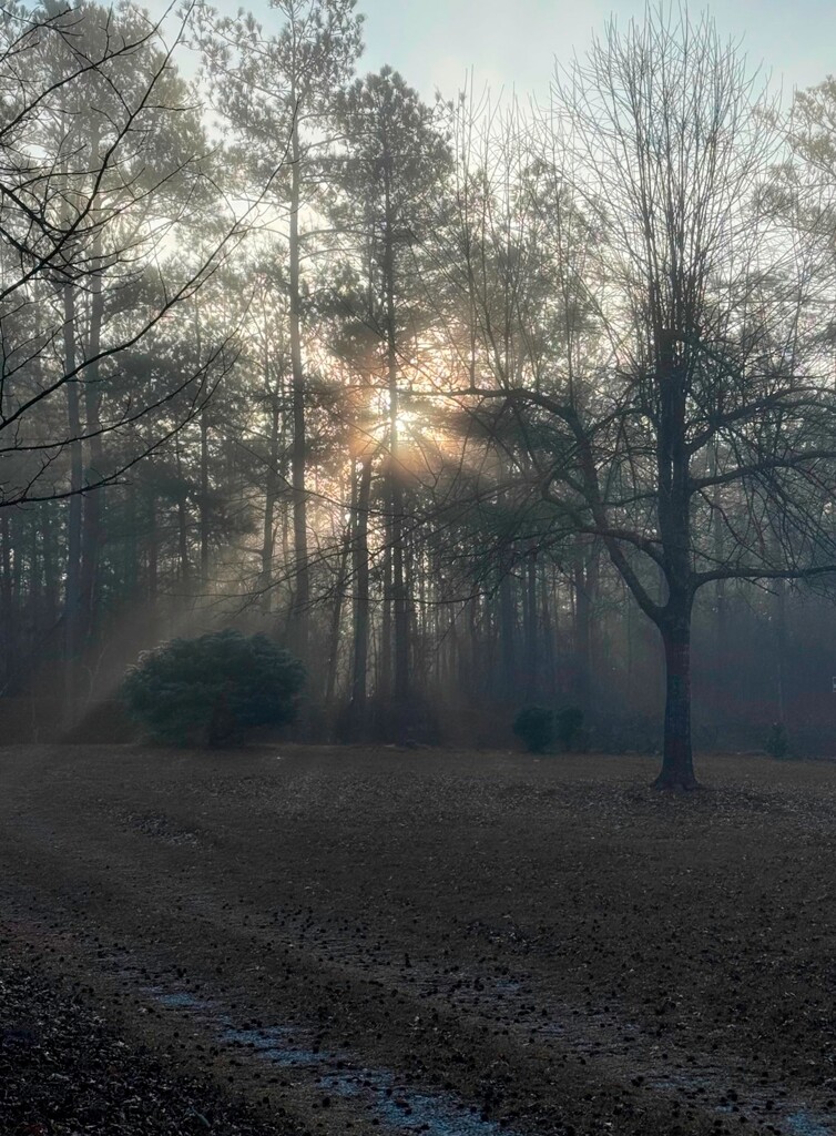 Sunrise in the trees... by marlboromaam