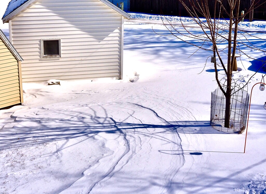 Snowy shadows by vlc