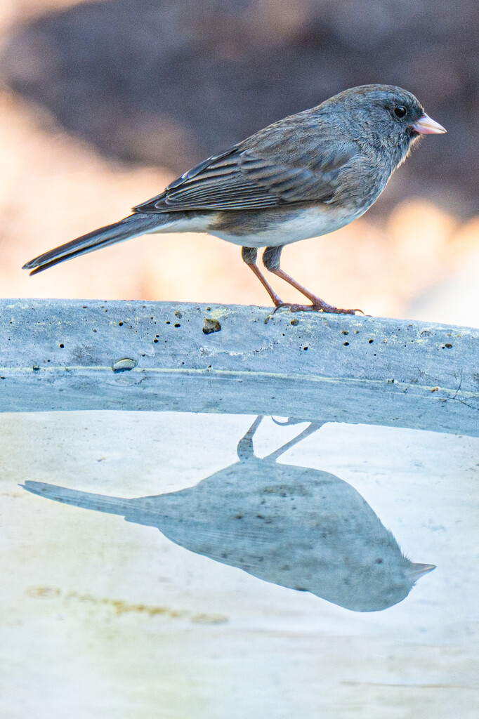Bird profile X2... by thewatersphotos