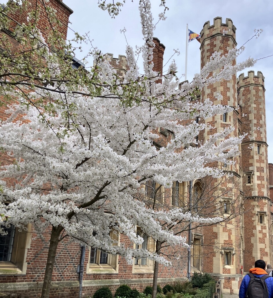 Blossom outside Trinity College  by foxes37