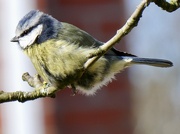 17th Mar 2026 - Not as tame as my robin